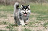 CHIEN FINNOIS DE LAPONIE 495